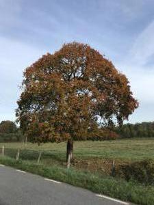 Höst 2018 5 (1)